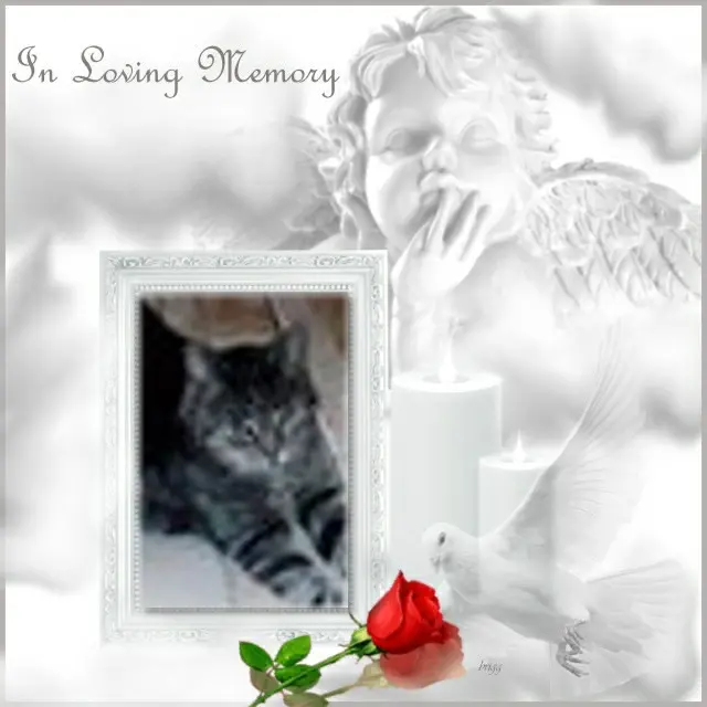 Andachtsbild von 6. Sternchen❤️Gedenktag❤️