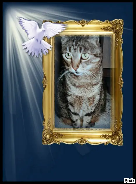 Andachtsbild von Tanja mit Timmy im Herzen 