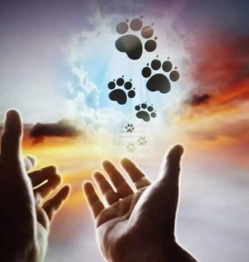 Andachtsbild von Hans u. Sibylle mit Momo † 13.11.2017