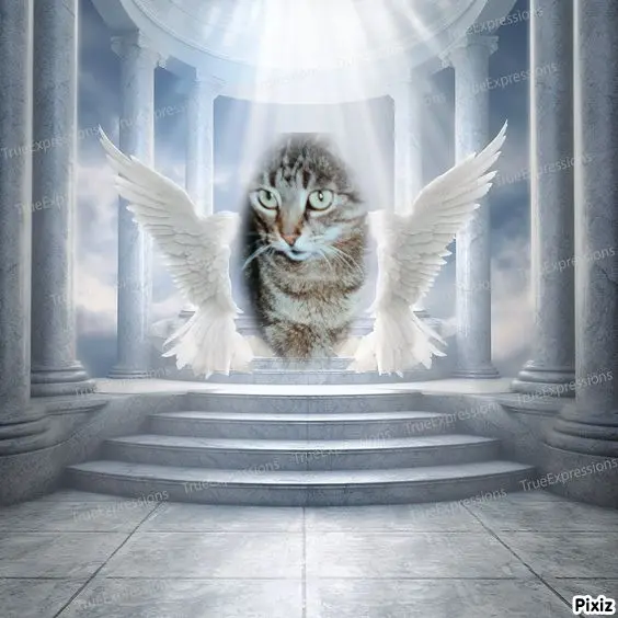 Andachtsbild von Tanja mit Timmy im Herzen 