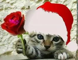 Andachtsbild von Weihnachtspost der Sternchen an die Tiereltern