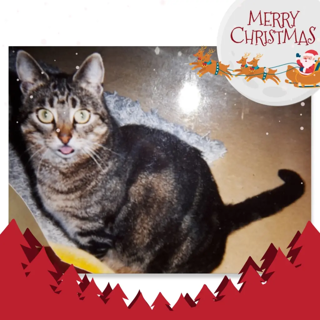 Andachtsbild von ❤️Frohe Weihnachten Mullemaus ❤️