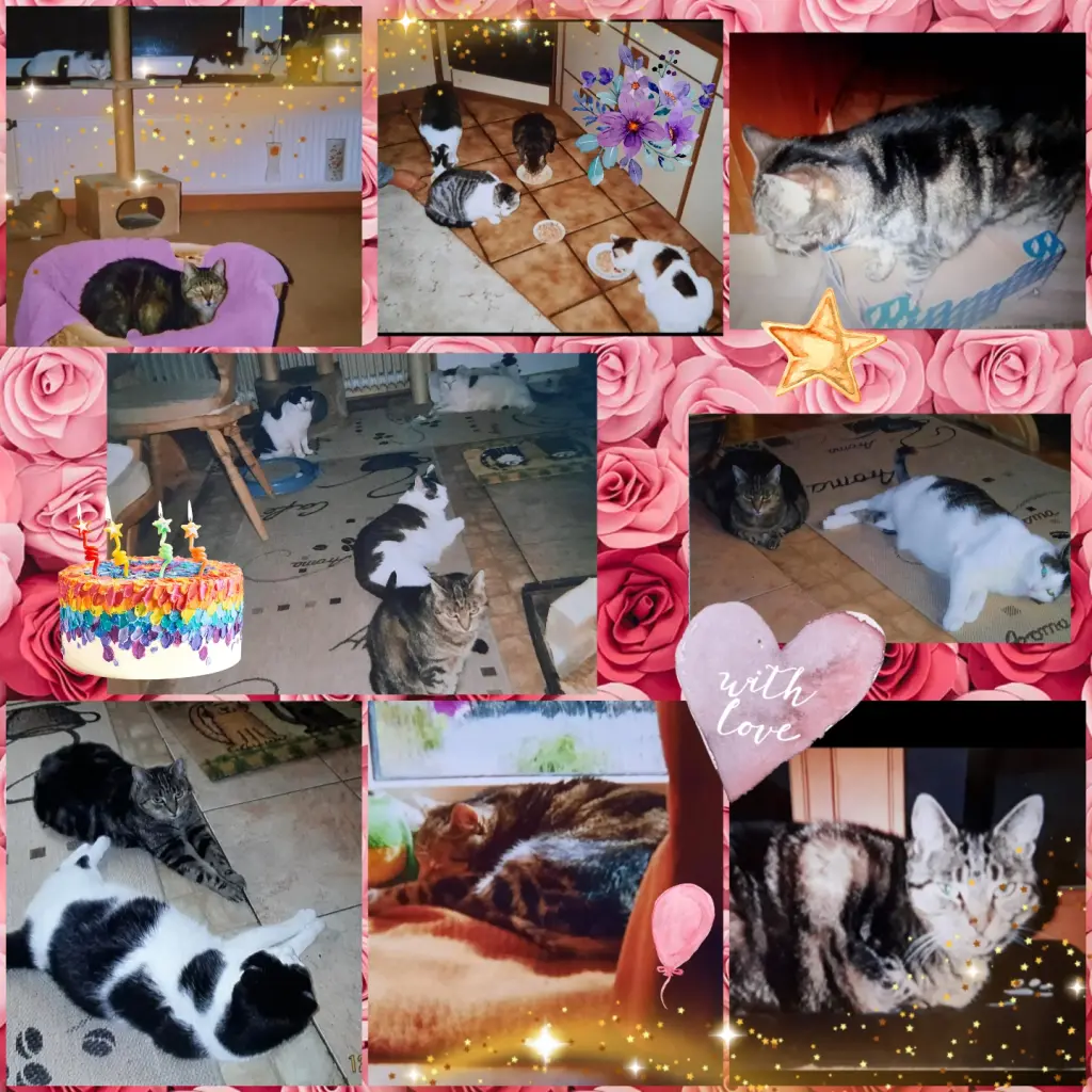 Andachtsbild von ❤️10. Sternchengeburtstag Mullemaus ❤️