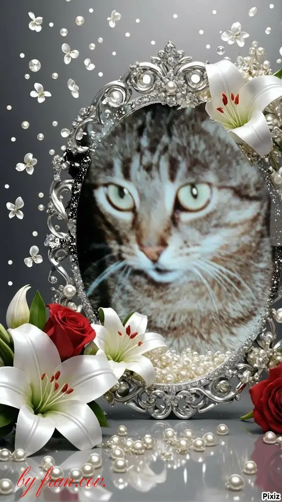 Condolence image of Tanja mit Timmy im 💖🐈🐾