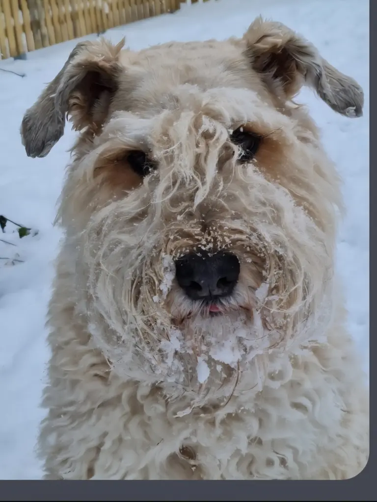 Schneehund