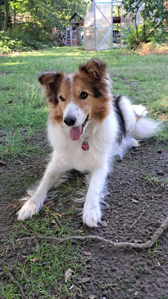 Image from Puppy /Hope