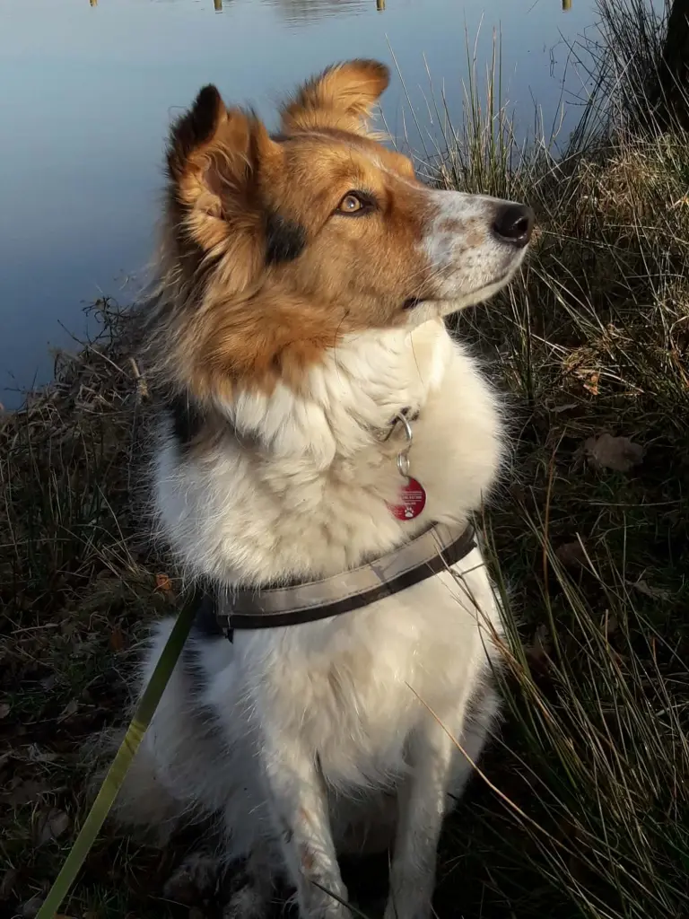 Image from Puppy /Hope
