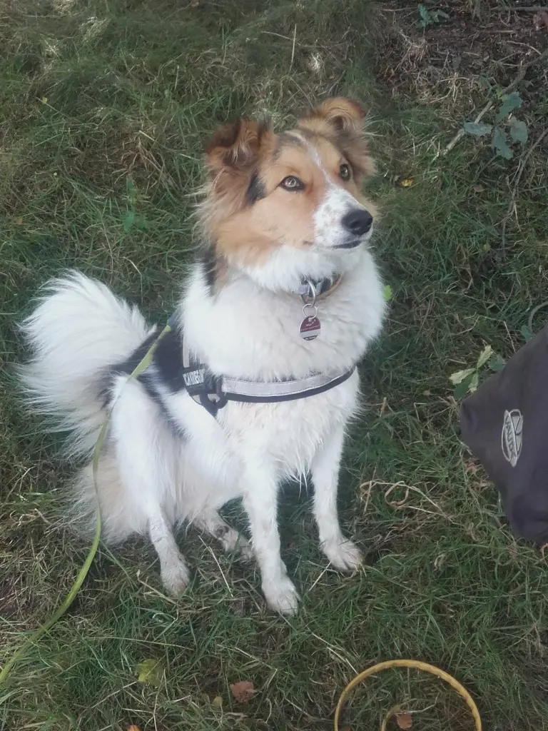 Image from Puppy /Hope