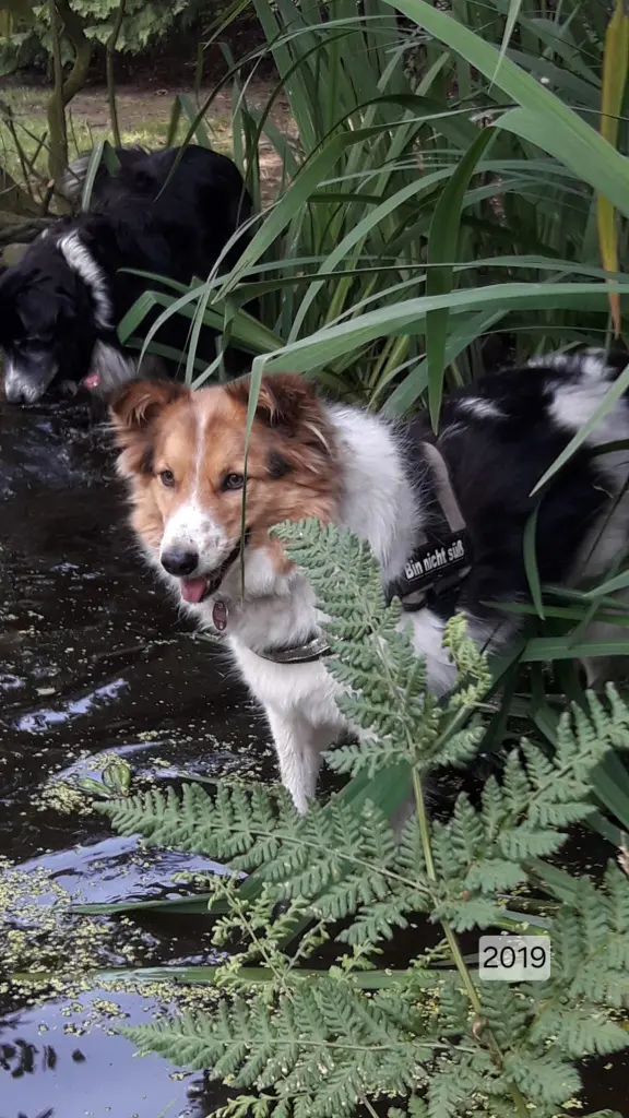 Image from Puppy /Hope