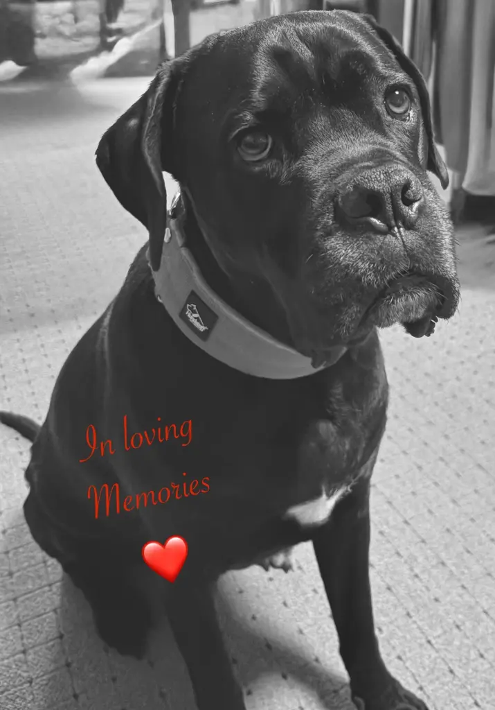 Image from Odie