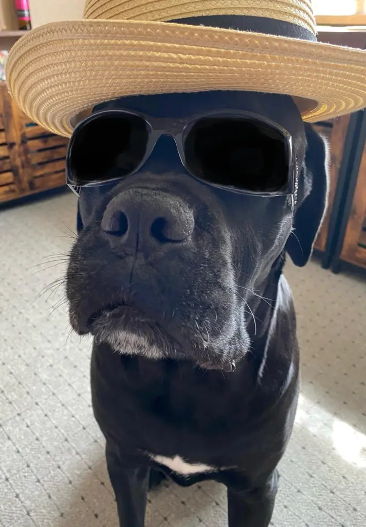 Image from Odie