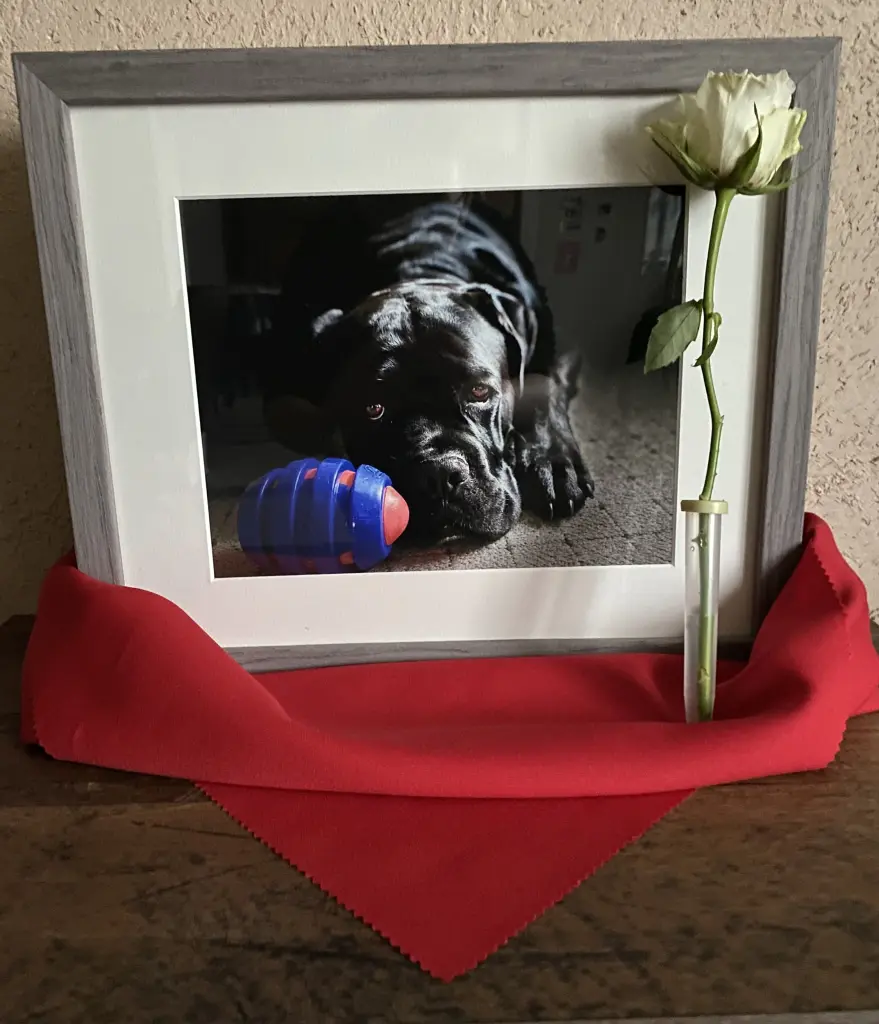 Image from Odie