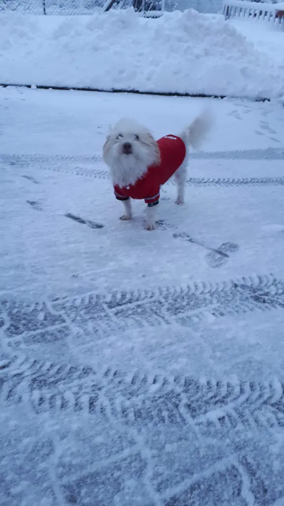 Schnee war nicht so dein Ding