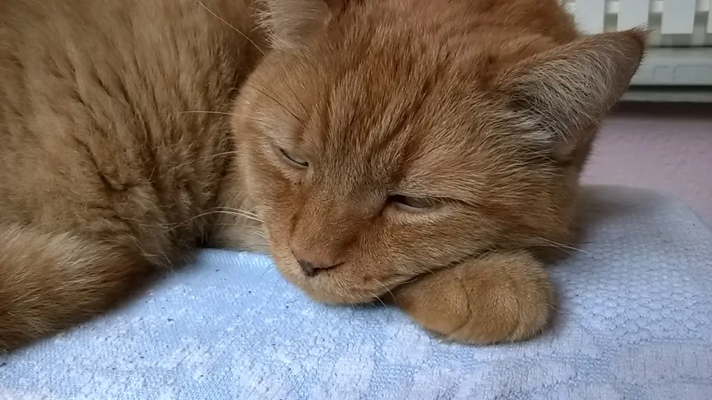 Ben-Ben macht
Nickerchen.