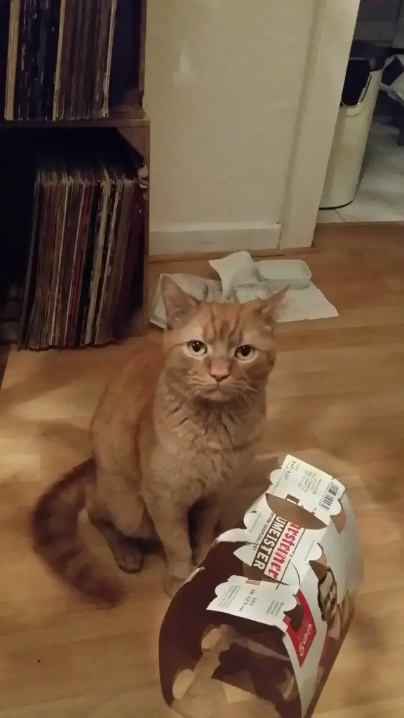 Wo ist mein Futter?