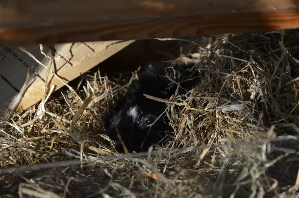 Kleine Kuschelmaus