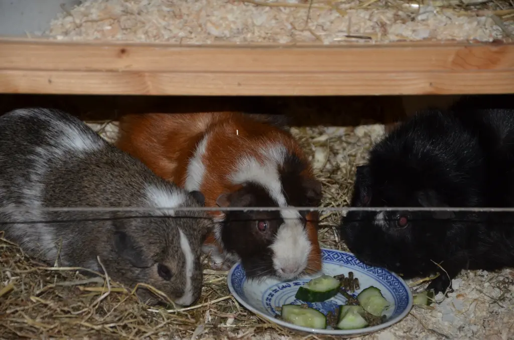 John Doe, Lilly & Nele