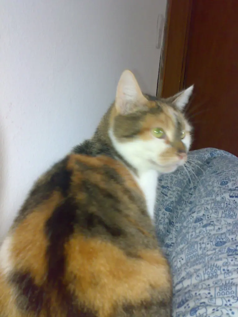 Image from Trixie