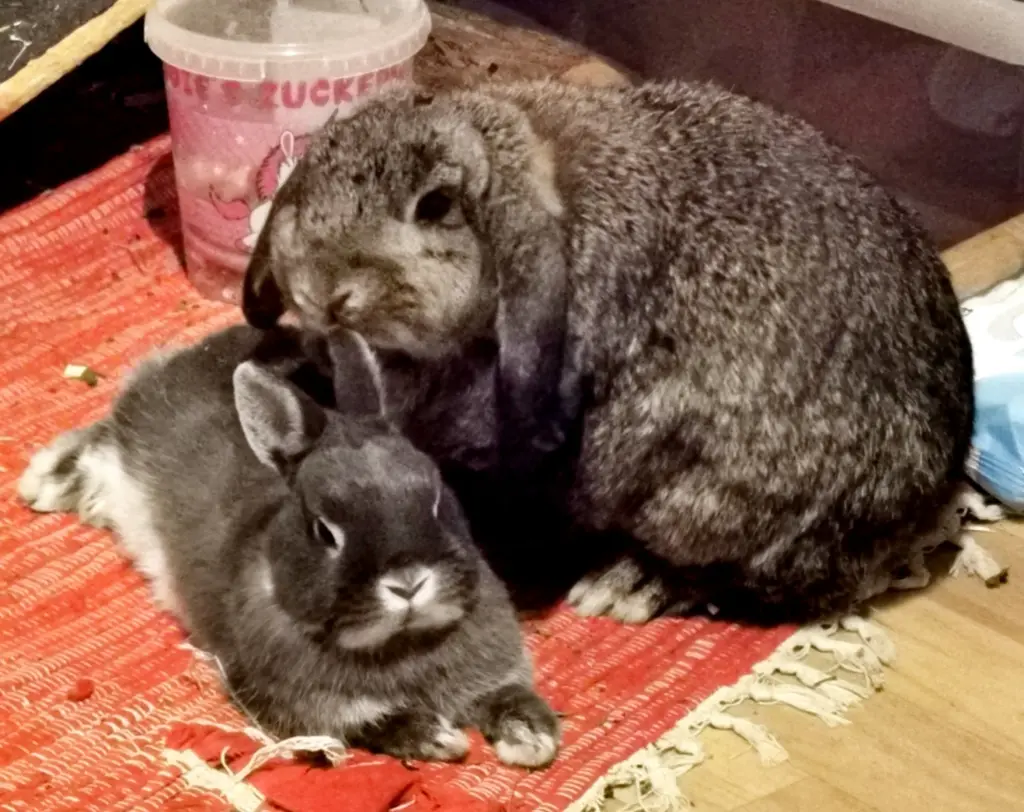 Jerry mit Moni