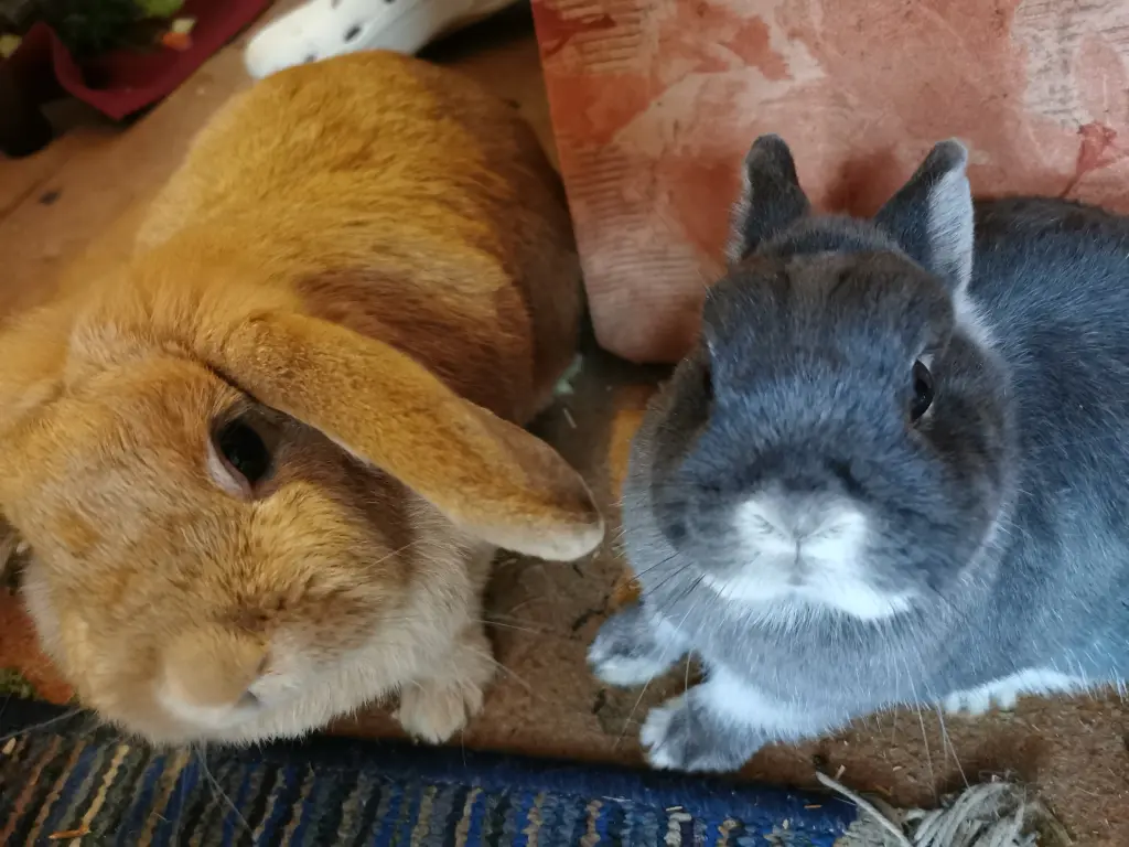 Jerry mit Daisy