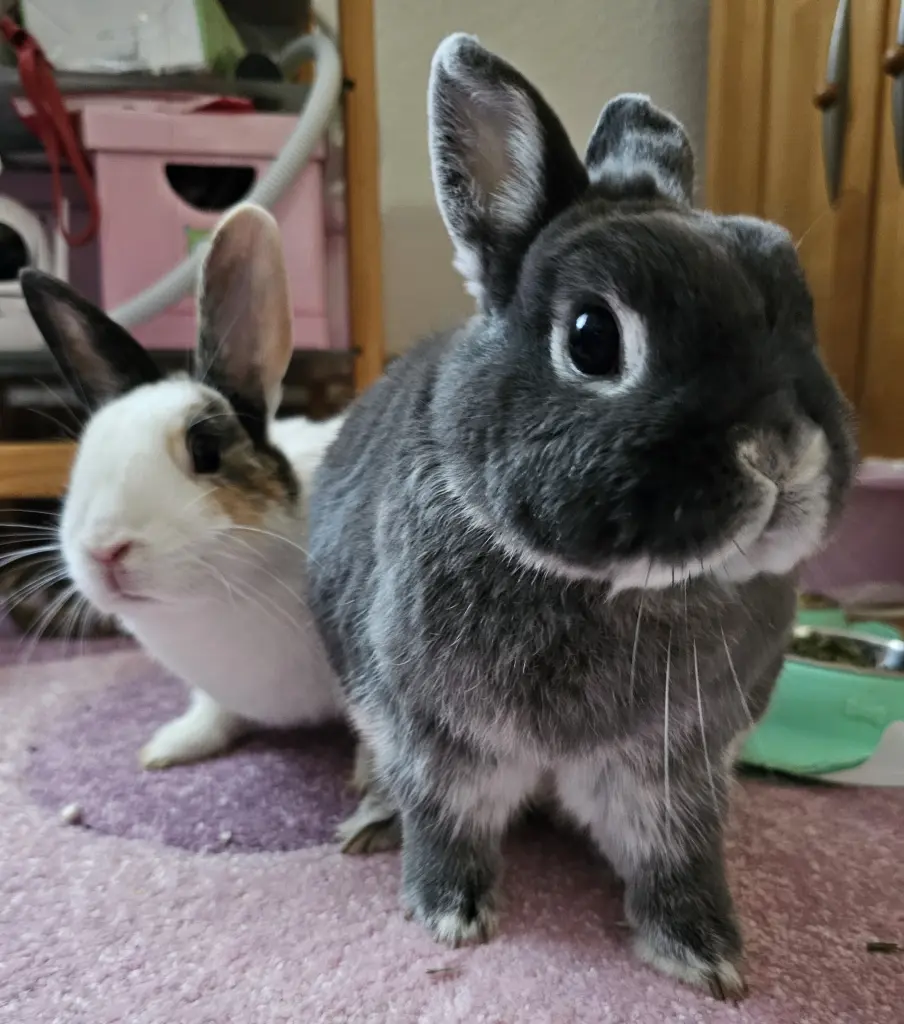 Jerry mit Trixi