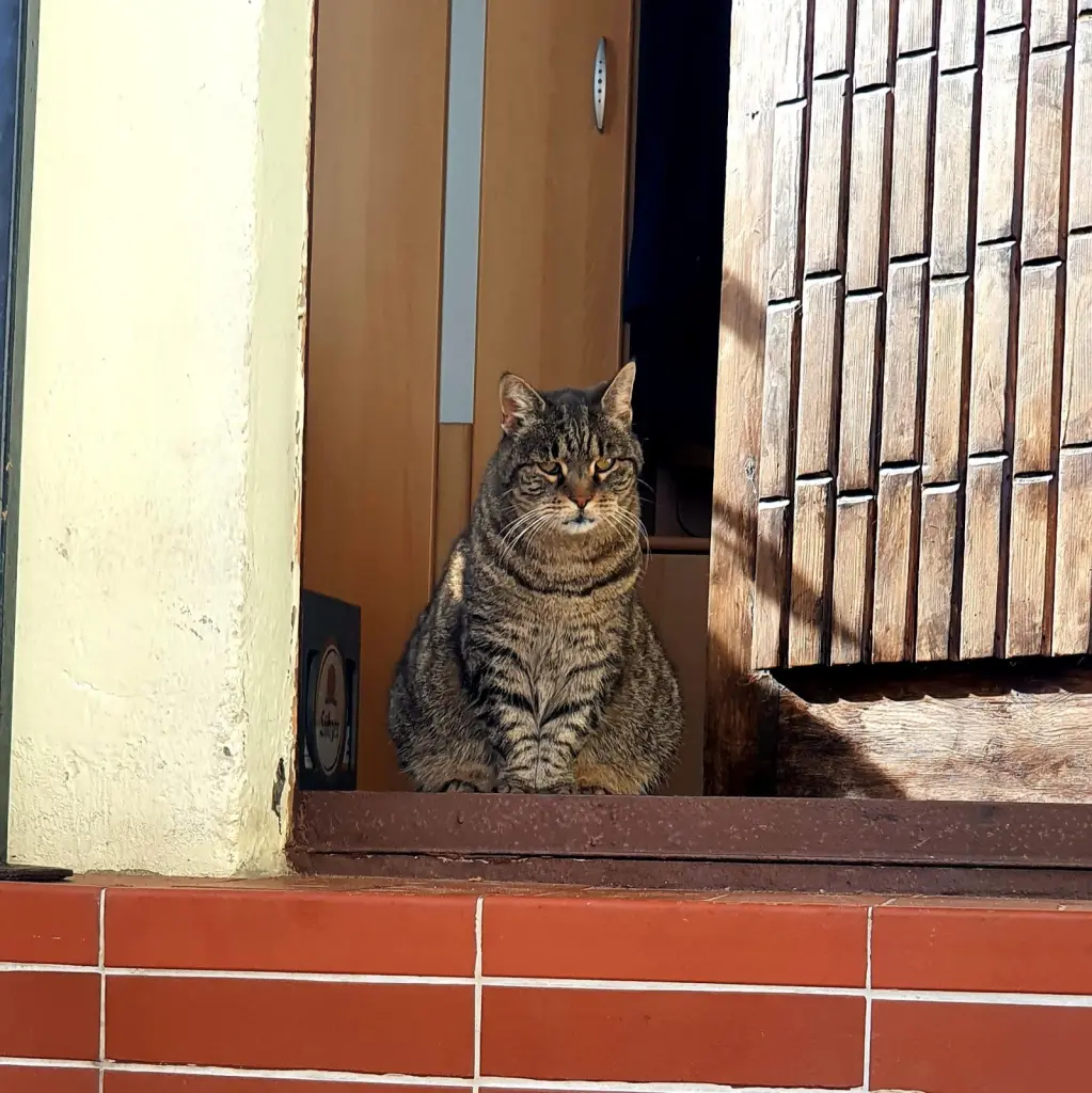 Image from Biene