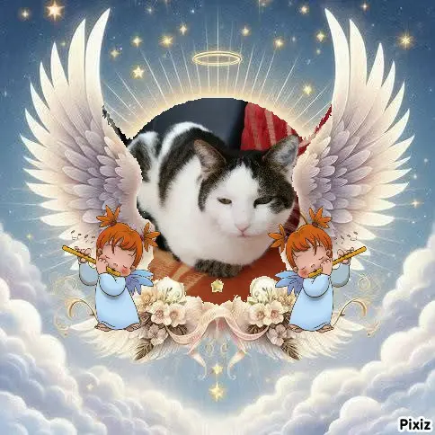 Condolence image of Tanja mit Timmy im 💘🐈🐾