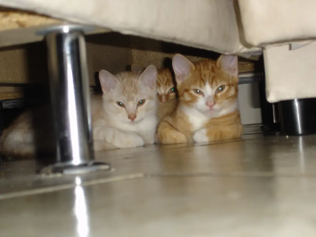 Andachtsbild von Beate mit Elvis, Baby, Presley und Priscilla im Herzen❤