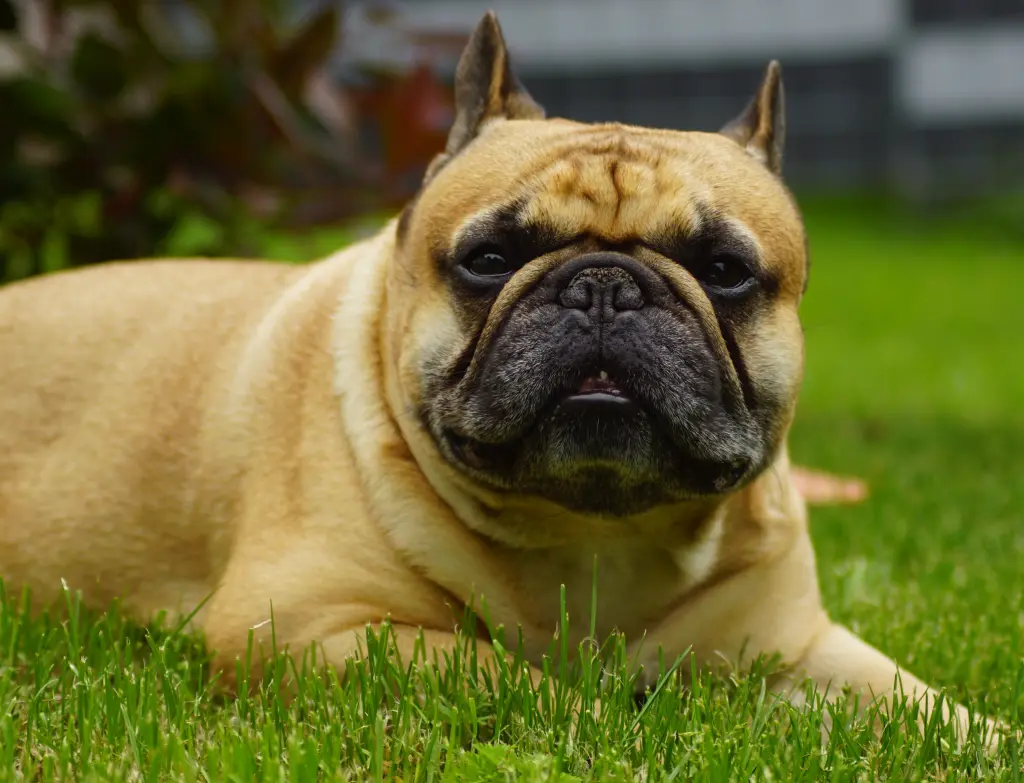 Mai 2022 - eigentlich eine meiner besten Übungen - faul im Gras liegen