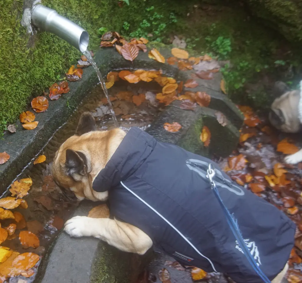 November 24 - Wasser fassen im Bruderbrunnen