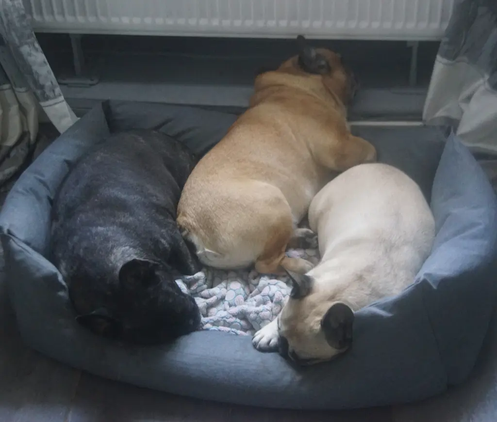 Januar 25 - mit Schwester Ayomi und der schwarzen Hexe Bonny friedlich im Korb