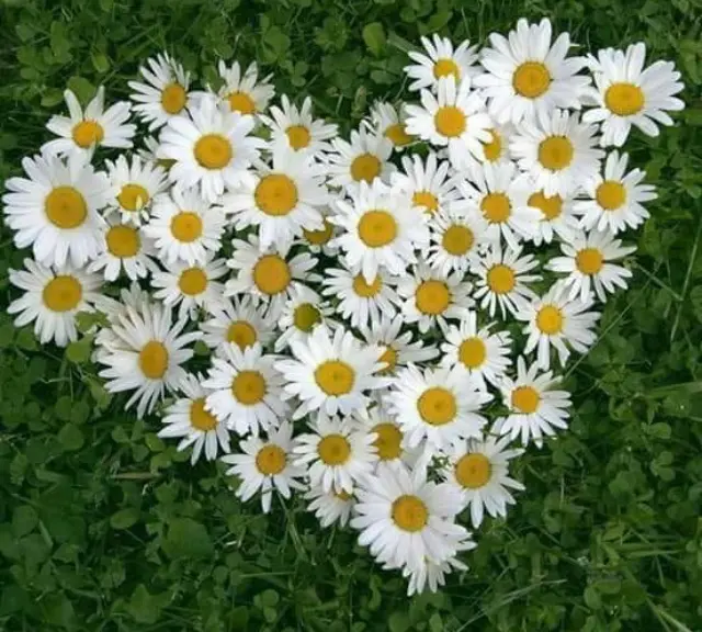 Condolence image of Solange