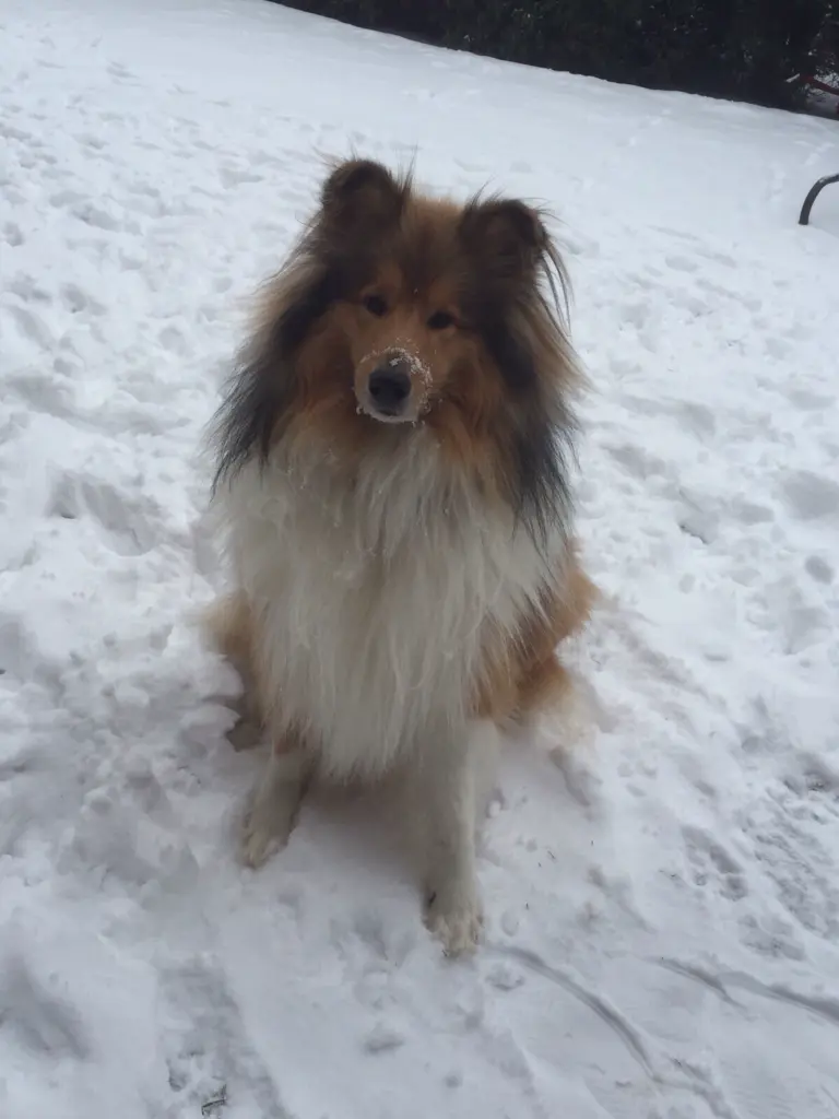 Dieser treue Blick, unvergessen !