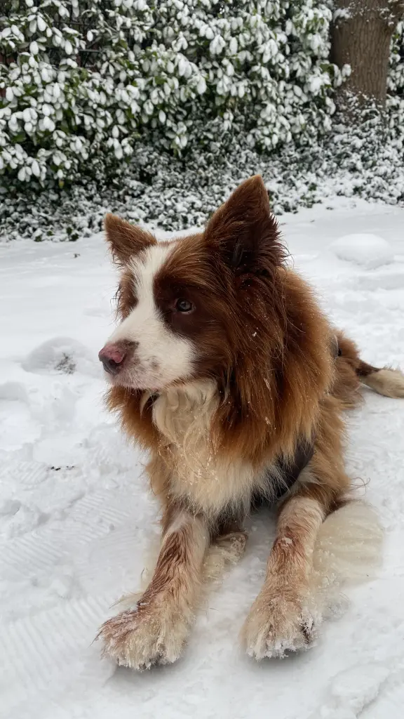 Nur für Dich noch ein Schneesturm.