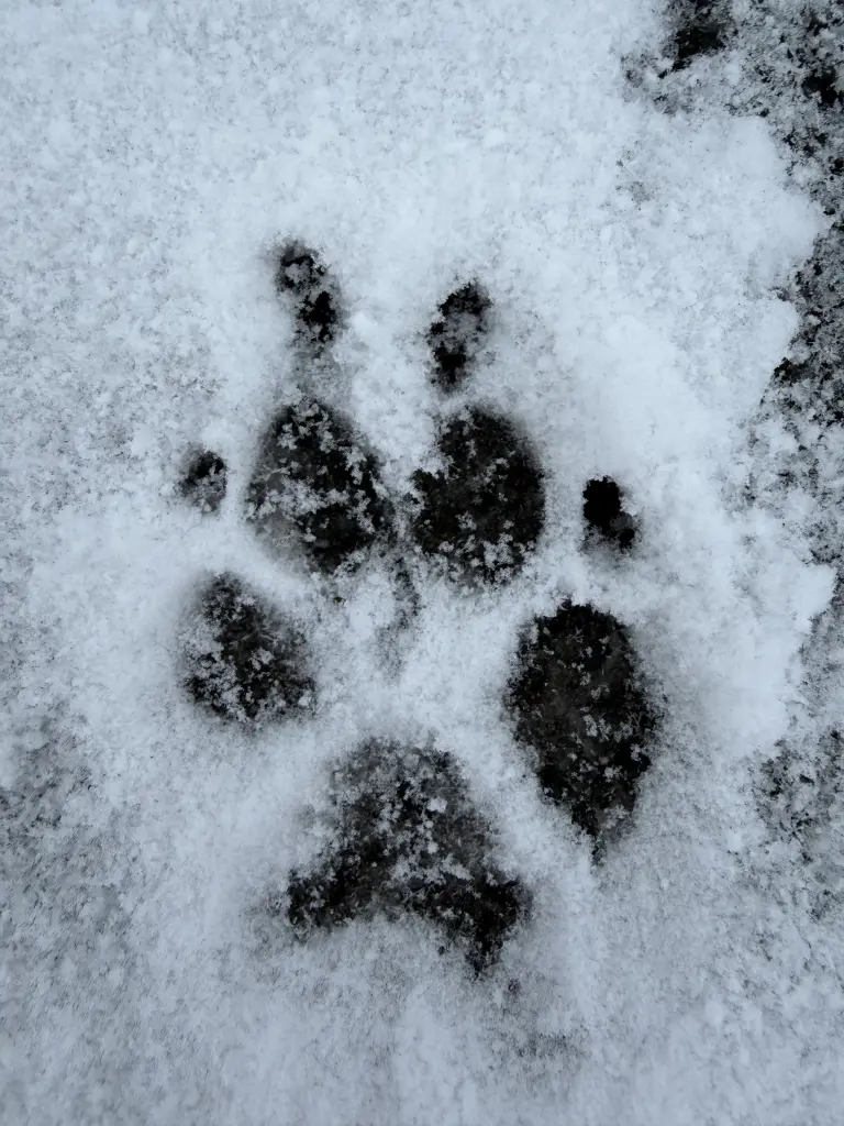 Ihr letzter Pfotenabdruck