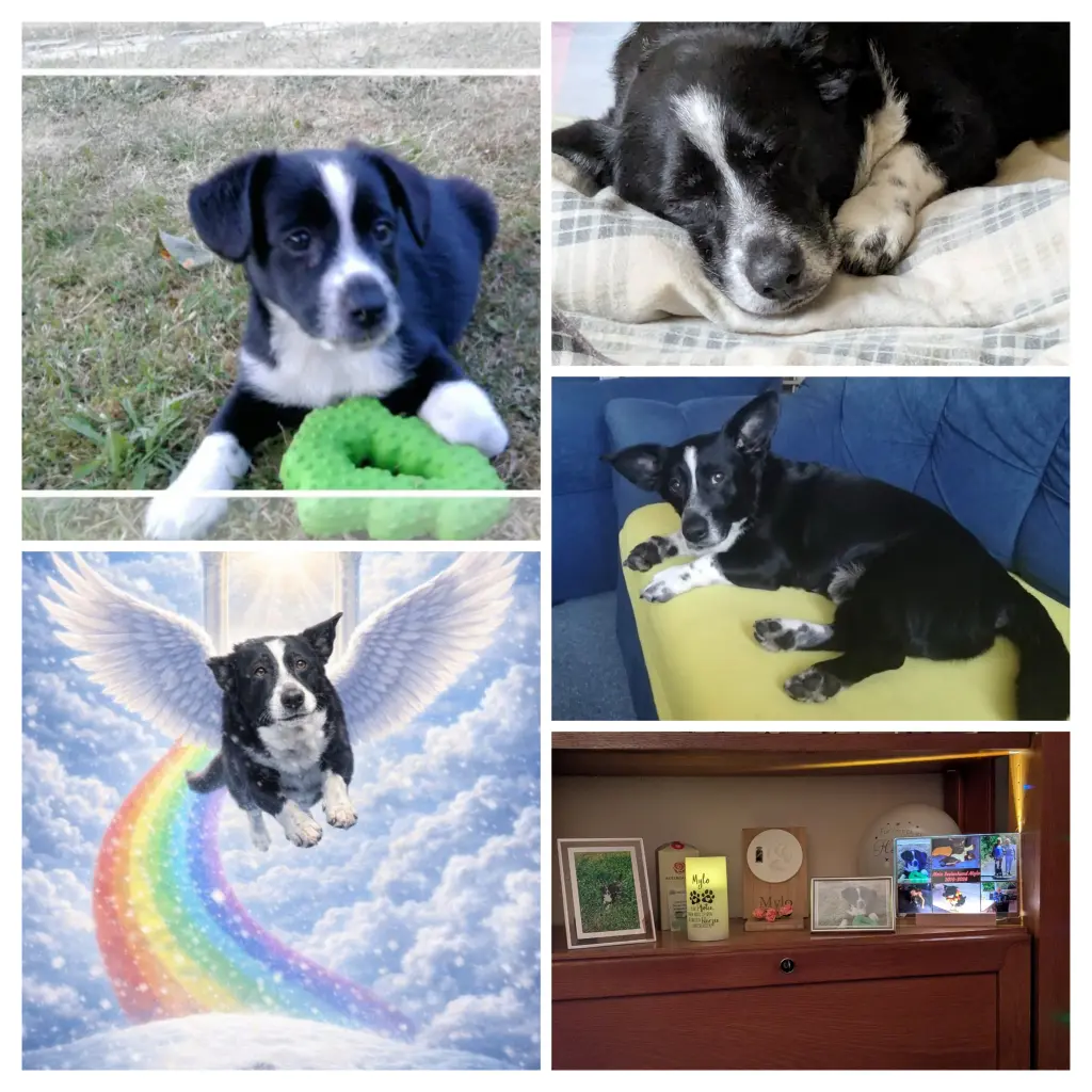 Bild von Mylo