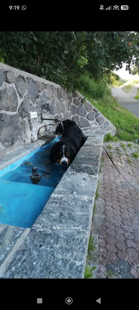 Condolence image of Lish