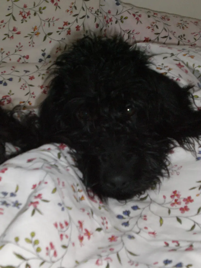 Bild von Frieda