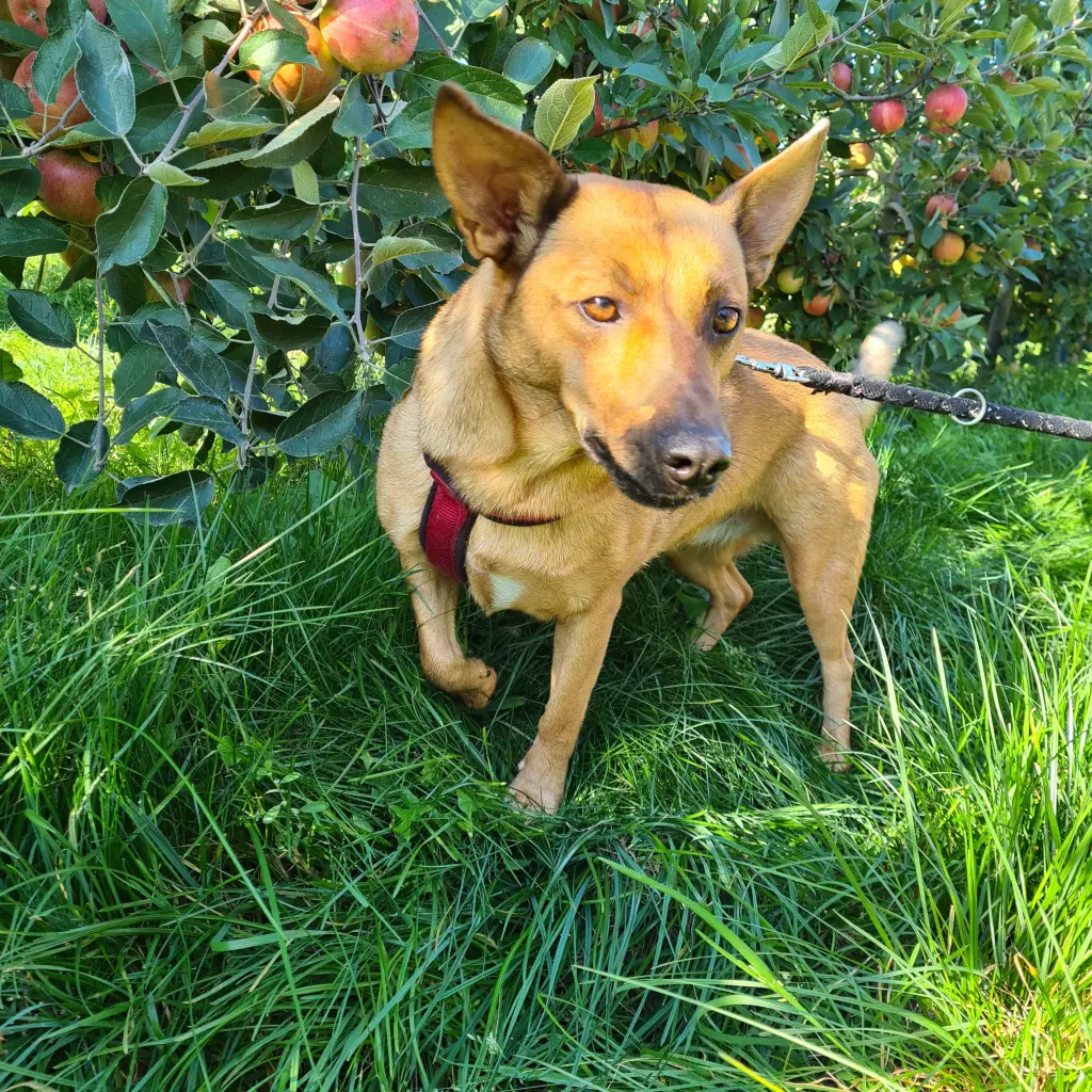 Bei der Apfelernte....