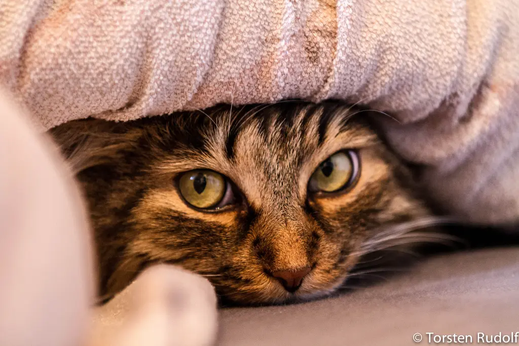 Andachtsbild von Torsten