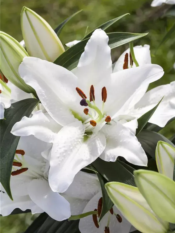 Condolence image of Hase