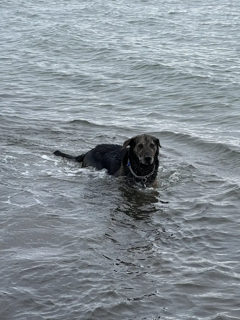 Image from Luk