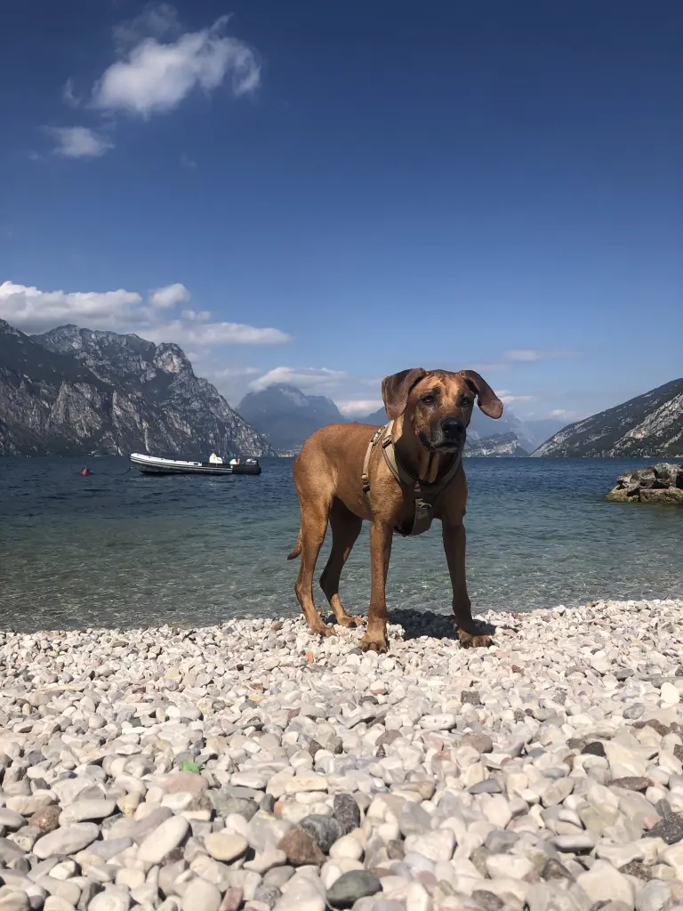 Bild von Baja