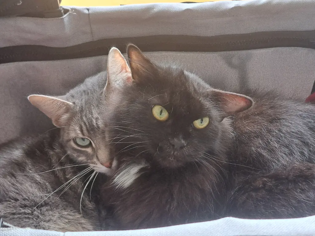 Willi und Flauschi