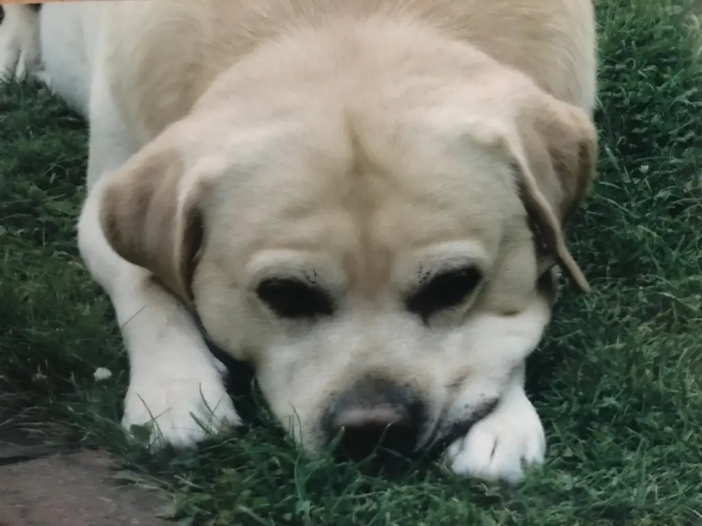 Condolence image of Elzbieta mit Max im Herzen