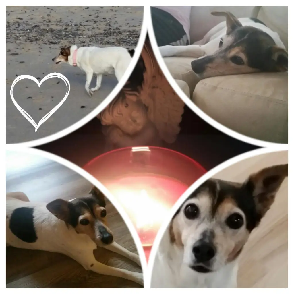 Image from Trixie