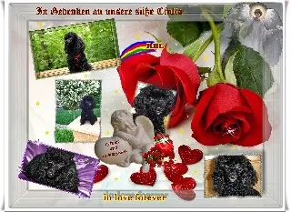 Image from Cintia