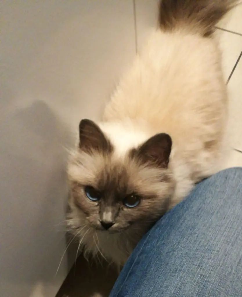 Image from Luna
