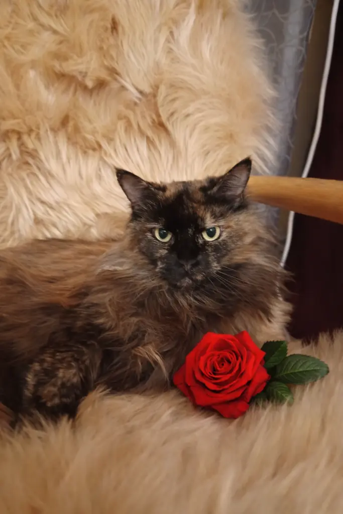 Condolence image of Justyna Koprowska