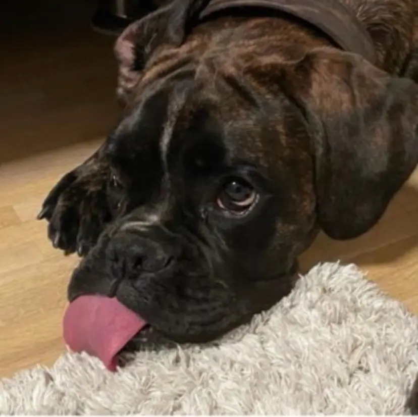 Deine Zunge war dein Markenzeichen🥰